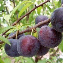 바이오체리 묘목 접목1년 1주, A^상품선택B^