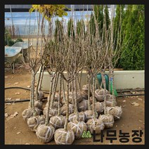 (나무농장) 사과나무 시나노골드 R4 내외 결실주 분