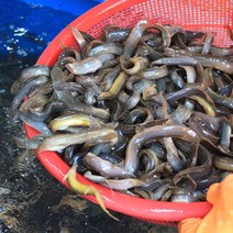 미꾸라지 추어탕용 1kg 보신용 대중소 국내산 민물고기백화점, 미꾸라지(왕) 1kg
