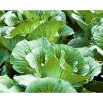 양배추즙 30포 위건강 장건강 다이어트 변비해소 쏙쓰림 더부룩 위장개선, 50포