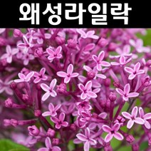 사계왜성라일락(다크퍼플) 7치화분 1개/나무 묘목/꽃나무/조경용