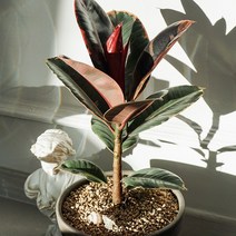 루비 수채화 고무나무, 루비 수채화 고무나무 (기본 플라스틱 포트)