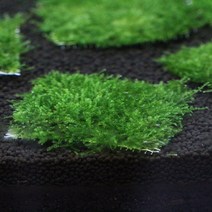 진스아쿠아협력업체 삼각 모스 활착판 (8CM)
