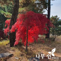[나무인] 수양단풍 공작단풍 지름3cm (차량배송)