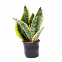 도도팜 아이비 나무 스킨답서스 행운목 개운죽 풍란 행운목 테이블야자 호야 몬스테라 산호수 율마 천냥금 오렌지자스민 수퍼바 산세베리아 금전수 스파트필럼 스투키 문샤인 남천 고무나무, 54. 수퍼바(3촉) 1개