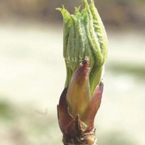 자연농원 엄나무(음나무) 민엄나무 묘목 최소구매 2개, 가시엄나무실생 2년상묘