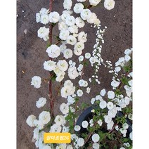 장미조팝나무7치분, 1개