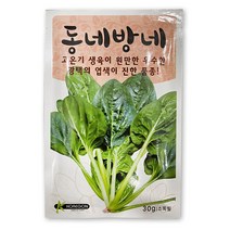시금치씨앗 - 텃밭 주말농장 4계절 시금치 씨앗, 시금치(동네방네) 씨앗