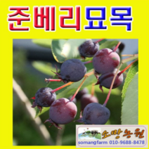 (D소망)준베리묘목 삽목1년 2그루