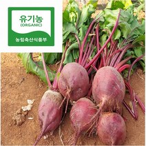 국내산 레드비트, 즙용비트, 10kg, 1개