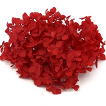 레드 프리져버드수국 F-03-002