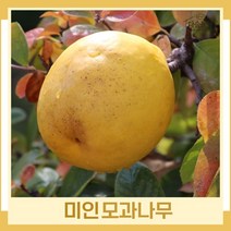 모과나무 묘목 미인모과 접목1년생 뿌리 특묘 1개
