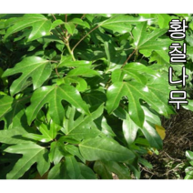 황칠나무 2년생포트묘 5그루