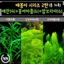 [비바소녀] 2탄 애붕이시리즈(애란4촉+붕어6촉+암브6촉/총16촉)+서비스 초보수초/어항수초/전경수초