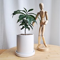 데일리가든 커피나무 카페분위기 인테리어식물 공기정화식물 + 화이트화분