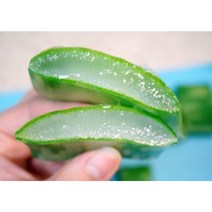 <국산> 국내산 생알로에 3kg 무농약 식용 먹는 알로에 거제알로에, 1개” class=”wr-img”></a></div></div></div></div><div class=