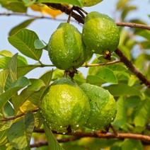 구아바 (키1~1.2미터 결실주) 무농약재배 가능한 신비의 나무 (노랑 또는 빨간열매 열림) FT310