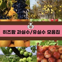 유실수나무 사과나무 모음집, 시나노골드