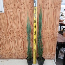 블루애로우 80~100cm 상록수 서산조경마켓, 1개