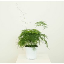 파워플랜트 아스파라거스 나누스 소/중 실내공기정화 인테리어식물 분위기 식물, 아스파라거스 나누스 소, 1개