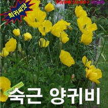 (희귀씨앗) 숙근양귀비 Welsh Poppy 노랑 20립