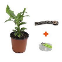 DIY 마이플랜츠 초야우드 스파트필름, 단품