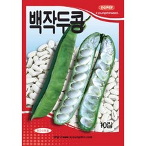 (씨앗) 작두콩 씨앗 (적색 - 백색) 2종 택 1종 - 소포장 - 10립, 적작두콩