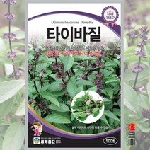 타이바질 씨앗 100립 / 다년생 바실 태국 동남아 향신료 허브씨앗 허브씨