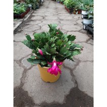 예쁜게발선인장/중