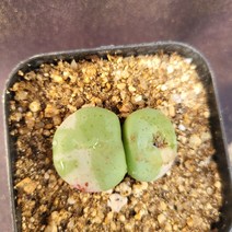 [메카다육]77--1020 다빈치 금(다육금) 화분포함 다육식물 선인장 다육금 다육철화 두들레야 아프리카식물 코노피튬 하월시아 수입다육이 국민이