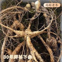 수삼 30년 산삼 인삼 장백산 흙산 산삼 술장국 동북종자상품, 수삼 30년근 산삼 10~20g, 100g