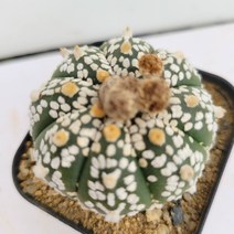 [메카다육]32-0530 선인장 슈퍼투구(국내실생) 화분포함 다육식물, 1개