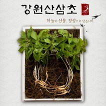 강원산삼초 새싹삼 산삼 50주 100주 야생삼 어린삼 장뇌삼 효능, 1세트, 강원산삼초 새싹쌈 100주