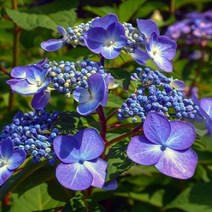 [라이브묘목농원] 수국나무 묘목 엔들레스썸머 개화주 포트묘 블룸스트러크, 1개