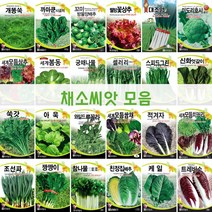 주주씨앗 채소 씨앗 모음전/웰빙 쌈채소/파/배추/루꼴라/상추/양배추/케일/달래/브로콜리/시금치/열무/쑥갓/나물/청경채/모듬/씨앗, 62. 한가람배추 2000립