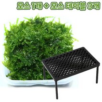 무결점 미니삼각 모스+플라스틱 테이블 3개 세트, 1개