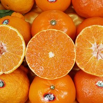 천혜향 레드향 한라봉선물세트 고급 레드향선물세트, 레드향 선물 특과 3kg