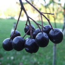 묘목/아로니아 블랙초크베리/실생 2년 /10주 KJ514