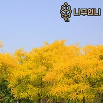 황금회화 정원수 나무언니, 황금회화 나무 R3cm 분묘