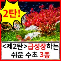 수초하우스) <2탄>급성장하는 쉬운 수초 3종 세트<2탄>, 심플(18줄기)