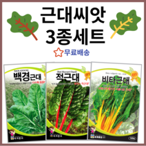 근대씨앗 3종세트 백근대 적근대 황근대 종자 백경근대 적근대 비타근대 채소씨앗 채소씨 쌈채소씨앗, 1개