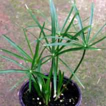 (F소망)시페루스(방동사니) 화분(소) 2개