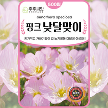분홍 달맞이 꽃 씨앗 500립 낮 달맞이 봄 꽃씨 씨앗 꽃씨몰 노지월동 야생화 가을 겨울