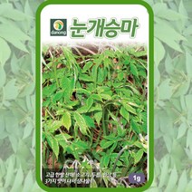 눈개승마씨앗 삼나물 종자 1g 다년생 약초 산채 눈개승마 종자, 단품