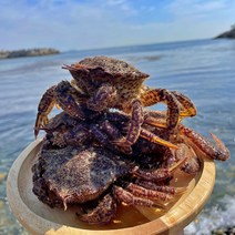 남해안 자연산 활 털게 1kg 왕밤송이게, 중-5~7마리내외