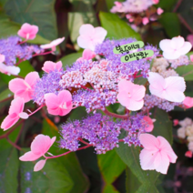 수국 [1포트] 핫초콜릿(복남이네 야생화 모종 hydrangea aspera) 아스페라 수국, 1개
