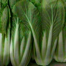 알뜰농장 최상품 싱싱한 얼갈이 배추(열무) 4kg 내외, 1개, 얼갈이배추 4kg