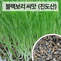 집에서 간편하게 키우기 새싹보리 블랙보리 씨앗 1kg 진도장모와 서울큰사위, 1개, 1kg (진도산)