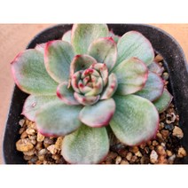 정화다육 다육금 고혼진금