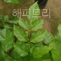 *쟈스민 식물* 해피트리 (소), 1개, 해초 바구니
